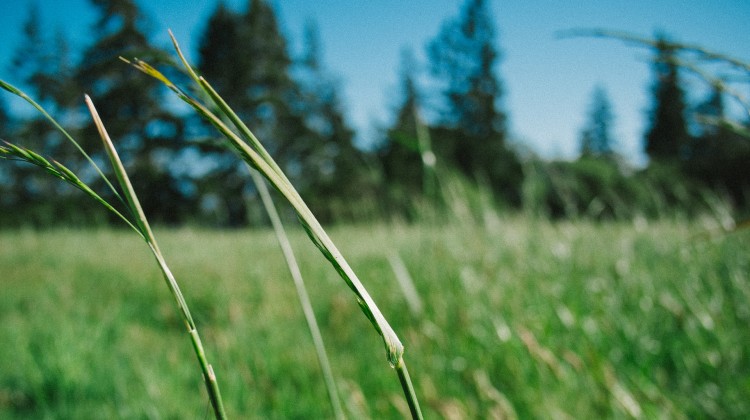 Priesthood - Reformed African American Network (RAAN)