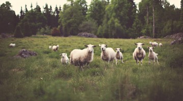 The Moment You Desire Most - Reformed African American Network (RAAN)