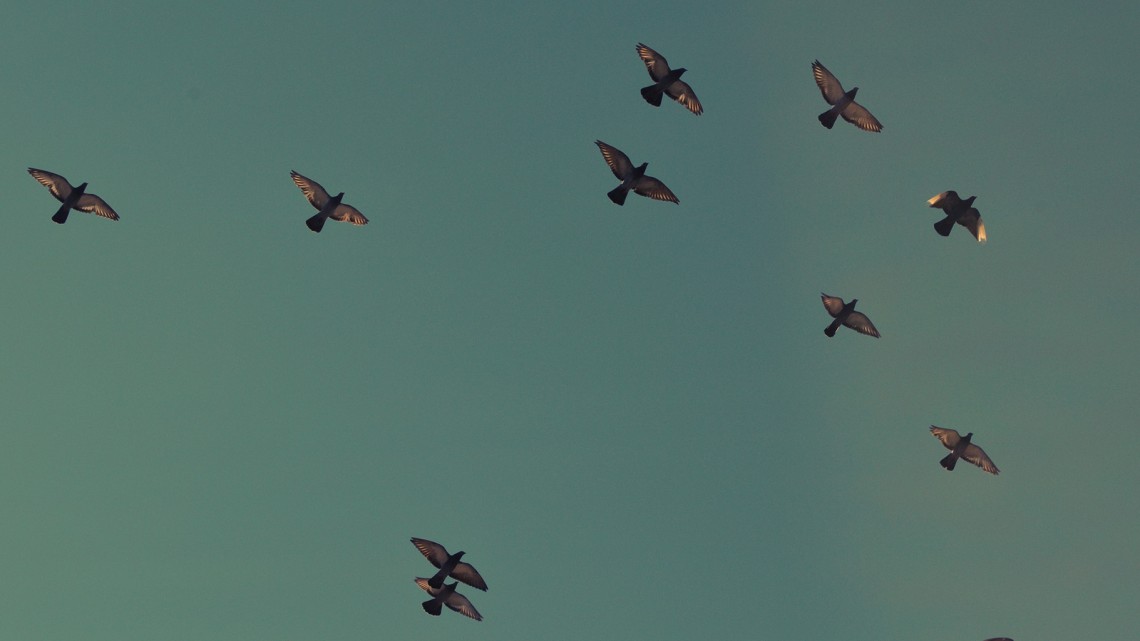 Not Much in Common - Reformed African American Network (RAAN)