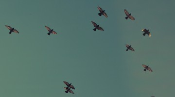 Not Much in Common - Reformed African American Network (RAAN)