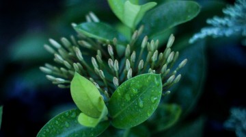 Desires Meet Contentment